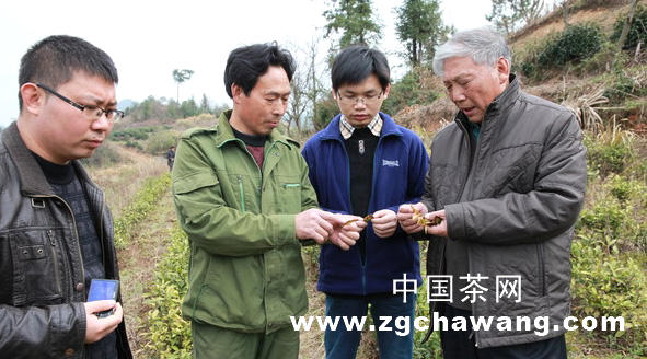 有关于专家建议：白茶基地要慎用草甘膦的最新信息