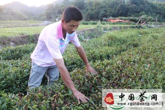 关于难耐高温炙烤 福鼎点头茶园出现旱害的最新消息(1)