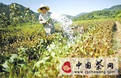 有关于杭州西湖龙井面临高温生死“烤”验的消息