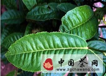 关于茶商“盯死”古树茶，市场呈现局部“高温”的热门消息