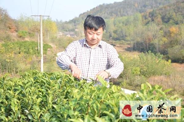 有关于生态保护和茶园建设并举 光山打造农民致富家园的最新消息