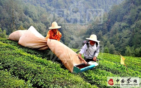 有关于宣恩茶农巧打“加时赛”抢采秋茶的热门消息