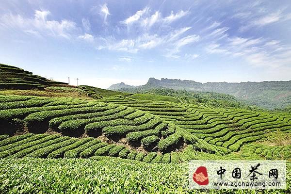 有关于宜宾市争当千亿茶产业“排头兵”的热门消息