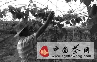 有关于茶局浅析：茶园流转“转”出茶业新经济的信息