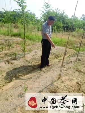关于南京高淳：茶叶收成不看好 或影响市场的新闻