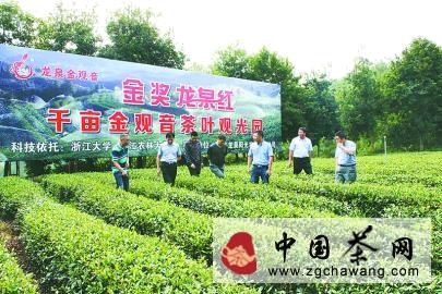 有关于浙江省茶叶产业协会会员把脉龙泉金观音产业的最新消息