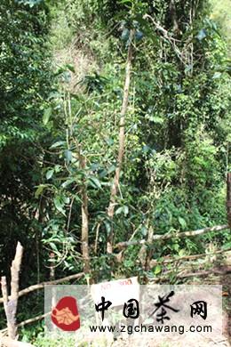 有关于探访普洱茶圣地 曼松贡茶山的新闻(2)
