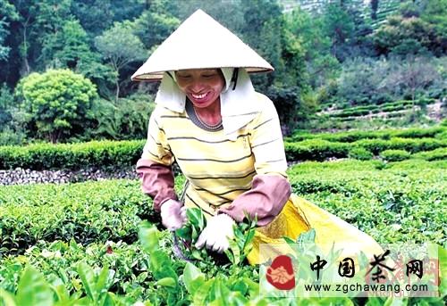 关于莆田市华亭镇：深山藏贡茶 几经荒芜首收成的信息