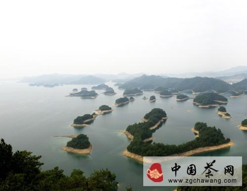 有关于千岛茶经:千岛玉叶龙井茶的品牌提振之路的消息(1)