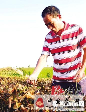 有关于长沙县63000多亩茶叶减产约30% 3600多亩绝收的热门新闻