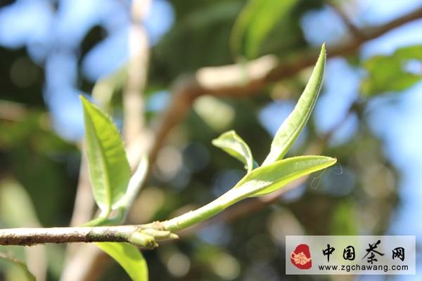 有关于年末盘点普洱茶秋茶价格 曼松贡茶古树茶笑傲天下的资讯(2)