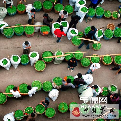有关于茶届动态：福鼎白茶香飘海内外的新闻(2)