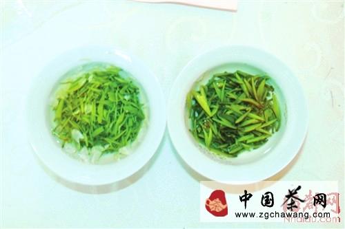 有关于海都茶友用味蕾饮遍全国的热门新闻(1)