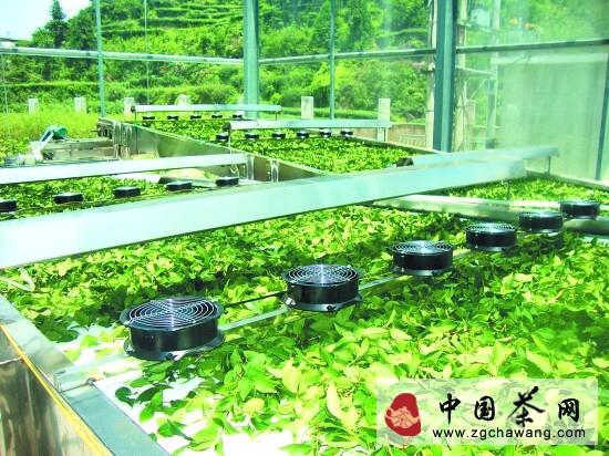 有关于泉州茶业引入机器“制茶师”(图)的热门新闻