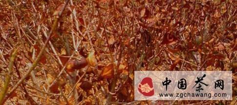 关于江西茶园普遍遭受旱灾 各地全力以赴抗旱救灾的最新资讯(2)