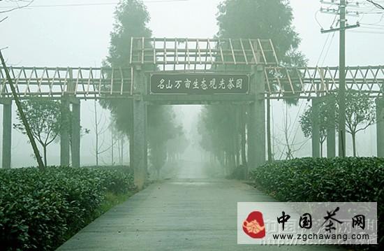 有关于生态重建激活雅安茶产业造血功能的新闻