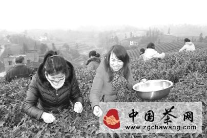 关于泸州特早茶主要生产基地开园采摘的热门信息