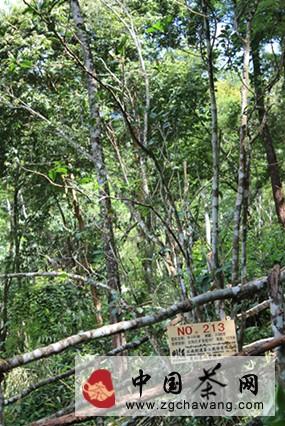 关于生命之叶曼松贡茶持续升值的秘密的最新资讯(1)