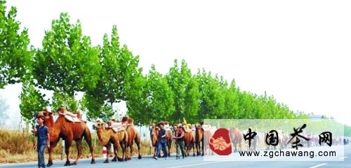 关于“重走茶叶之路”驼队抵达洛阳的热门新闻