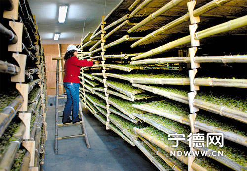 关于传承技艺白茶飘香 品牌运作商机再现的新闻(4)
