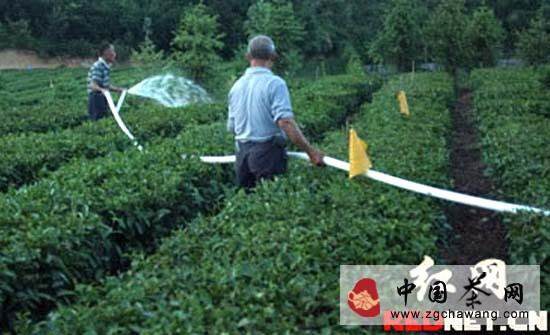 关于安化云台山黑茶基地遭重旱 政企合力保茶成绩显著的消息(2)