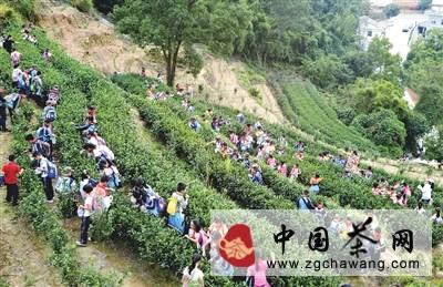 有关于古城小学开展“传承家乡茶文化 培养爱国爱乡情”主题秋游活动的新闻