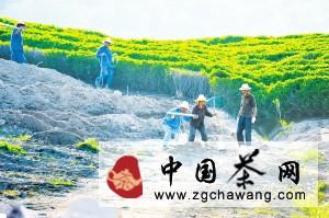 有关于绍兴县茶农补种受灾茶树（图）的最新信息