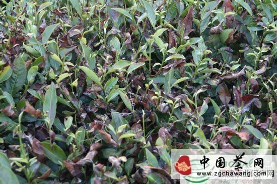 关于难耐高温炙烤 福鼎点头茶园出现旱害的最新消息