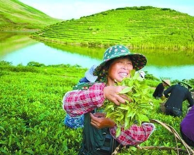 有关于“美丽中国·寻找福建最美茶乡”之福鼎行的热门新闻(1)