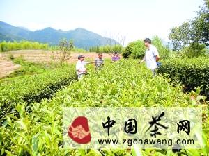 有关于丽水：功能性肥料 助茶农增产的热门资讯