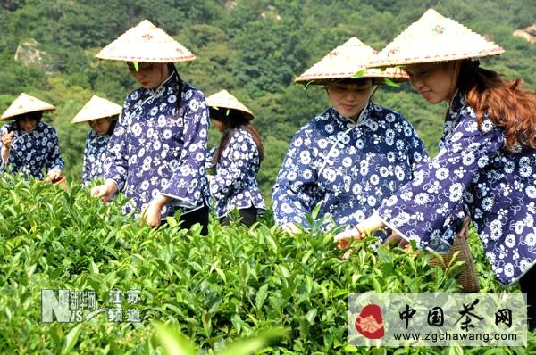 关于连云港:采茶女“走秀”夏茶田间的新闻(1)