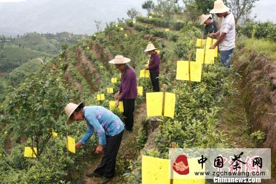 关于桂东县茶农为茶园披上“黄袍战甲”防虫害的热门信息