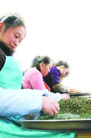 有关于今年铁观音品质最好的热门资讯