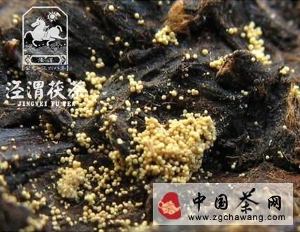 关于《茯茶之歌》荣获美丽中国音乐展金奖（图）的资讯