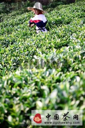 关于国庆佳节 广西昭平茶农忙采摘白露茶的最新消息