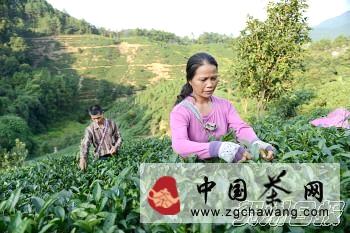 有关于昭平高山茶园已进入晚秋茶采摘最后阶段(图)的最新消息