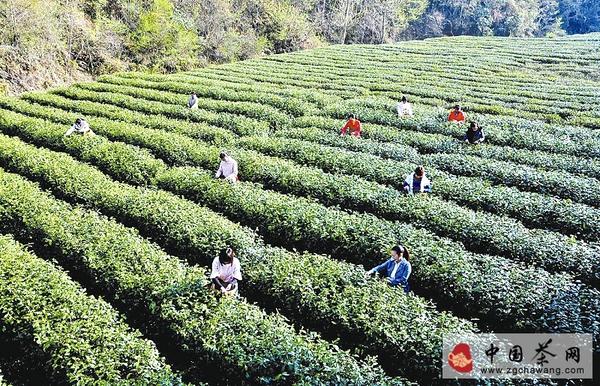 有关于紫阳工商为富硒茶品牌增光的新闻(1)