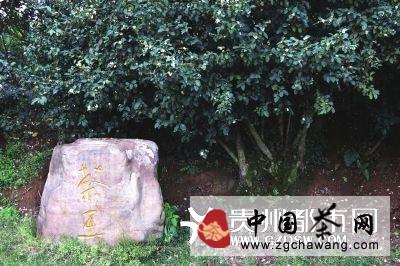 有关于＂黔茶发现之旅＂走近贵阳花溪久安千年古茶树的热门消息