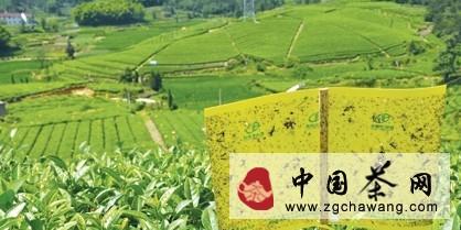 关于磐安县茶园大力推广使用黄色粘虫板的消息