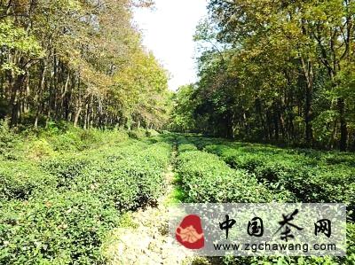 关于南京“茶”故事：陆羽曾在栖霞山写《茶经》(图)的热门信息(2)