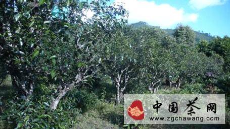 有关于部分茶商为降低经营风险  转营普洱茶膏产品的热门信息(1)