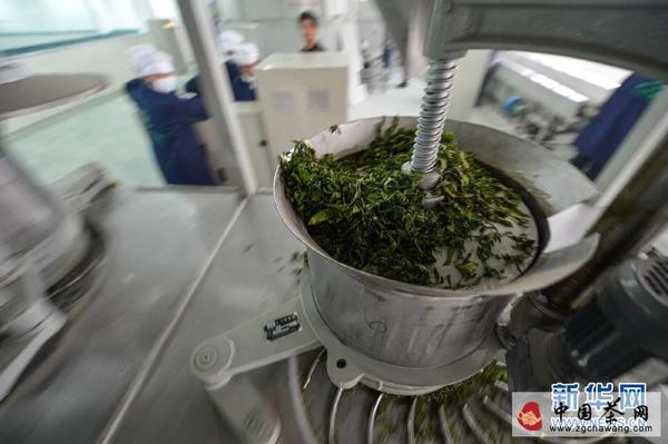关于中国黄茶产业联盟助推岳阳黄茶向现代化转型的资讯(4)