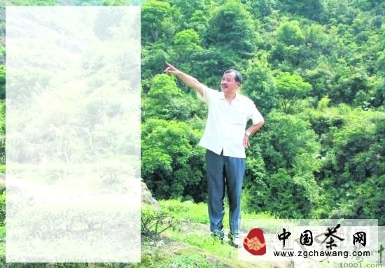 关于永春老茶农林开荒山种茶重生态富民的资讯