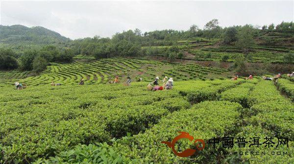有关于双柏县名优茶产品效应不断凸显的消息
