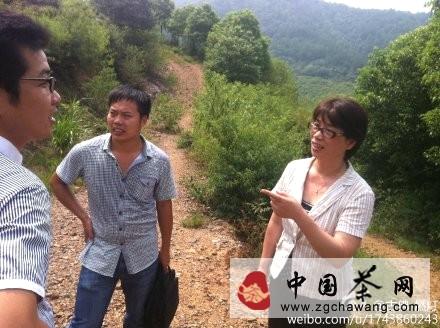 有关于长兴县茶叶产业联盟首席专家指导茶园灾后生产的热门资讯