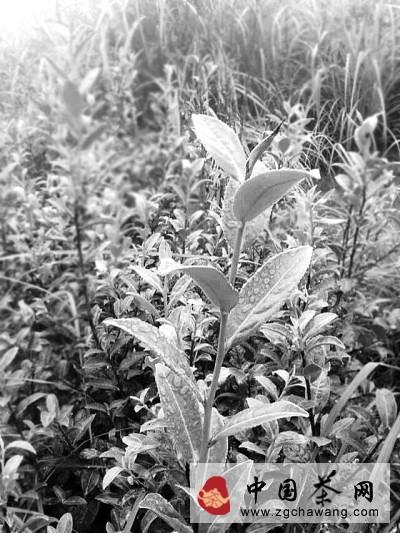 关于茶园管理新招 铁观音也“放养”的热门消息