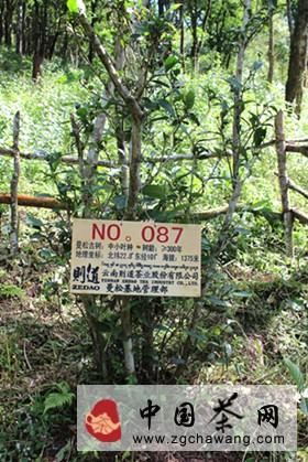 关于昆明茶叶协会携手云南则道茶业一同开展保护曼松古茶树行动的热门信息(1)