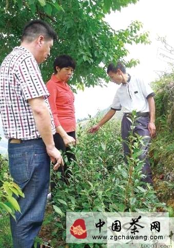 有关于安溪县农茶局组织人员深入桃舟现场指导茶农的最新资讯