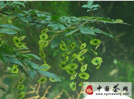 有关于茶行业又添新贵 柳叶茶 —— “柳茶”的热门资讯