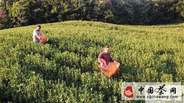 关于新昌“茶王”农户力争酷暑损失秋后补的热门信息